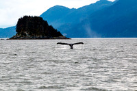 Whale Tale in Alaska