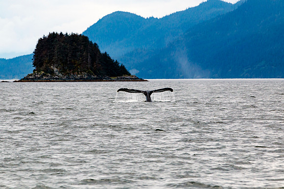 Whale Tale in Alaska