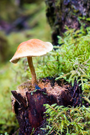Mushroom in the Alaskan Rainforest